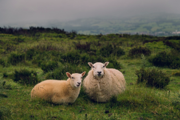 Best suburbs to invest in Melbourne Castlemaine