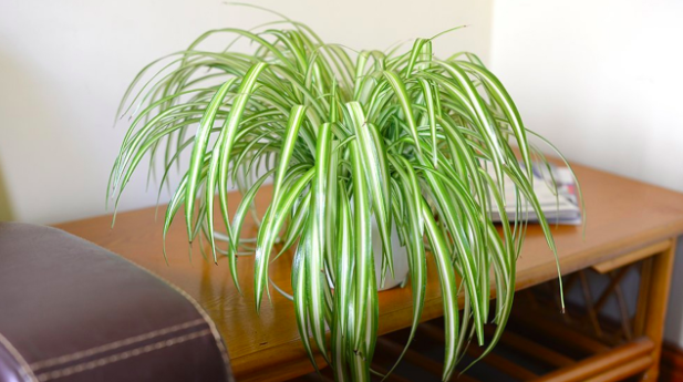 Spider plant easy indoor plants