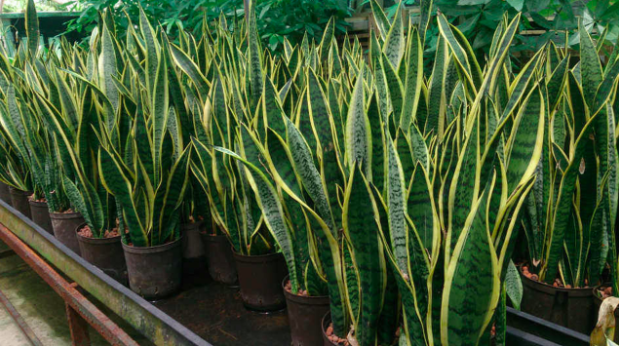 easy indoor plants Snake plant