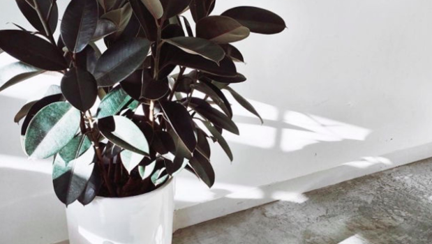 easy indoor plants Rubber Plant
