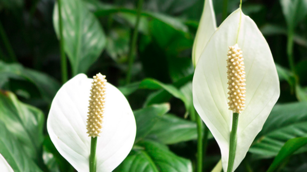 easy indoor plants Peace Lily