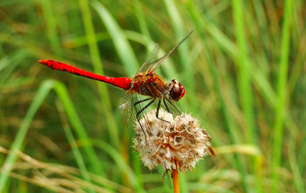 screen-shot-2018-06-07-at-2-05-46-pm