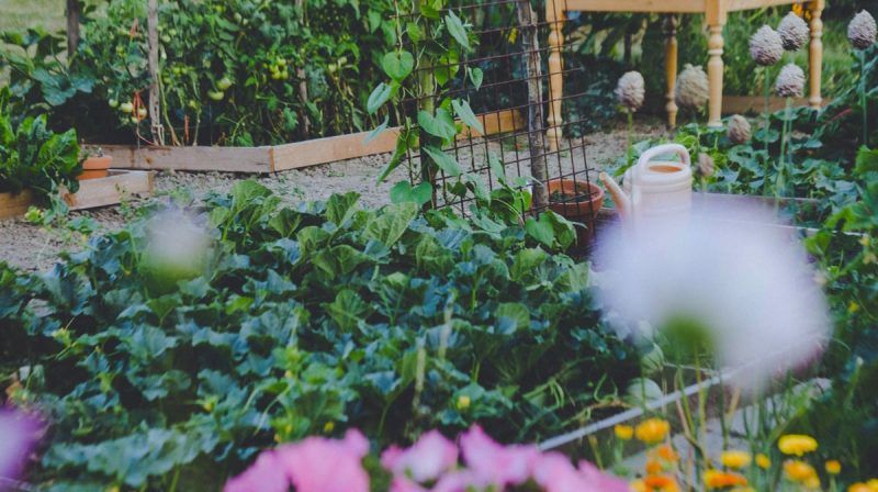 Sustainable garden design