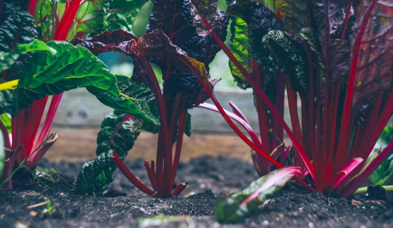 Sustainable garden design