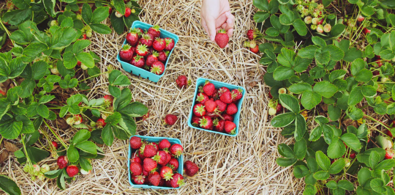 park ridge suburb profile