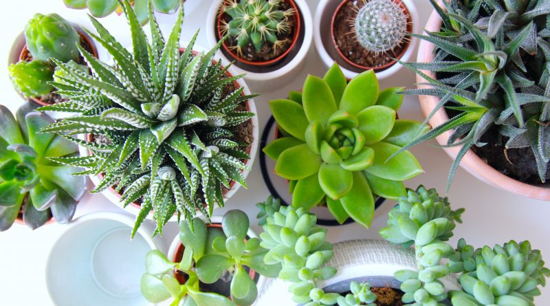 Sustainable garden design