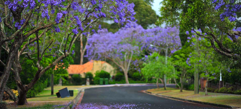 Killara suburb profile