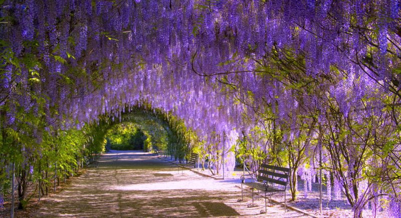 hyde park suburb profile
