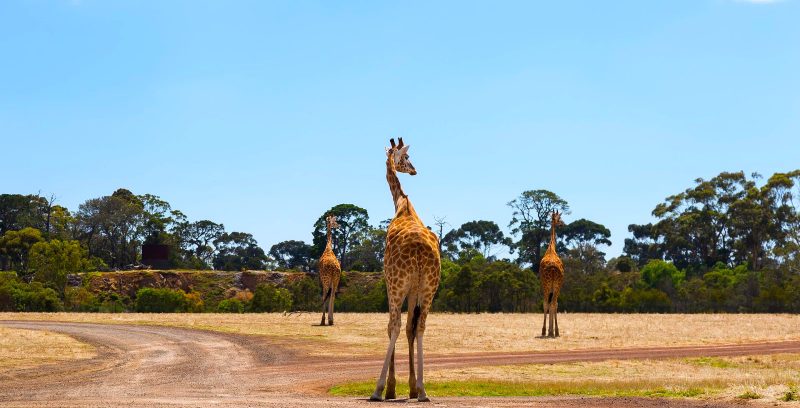 werribee suburb profile
