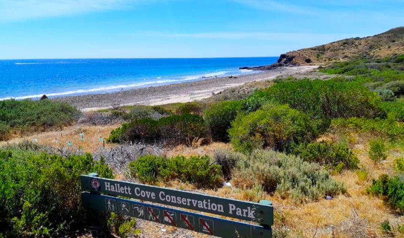 clovelly park suburb profile