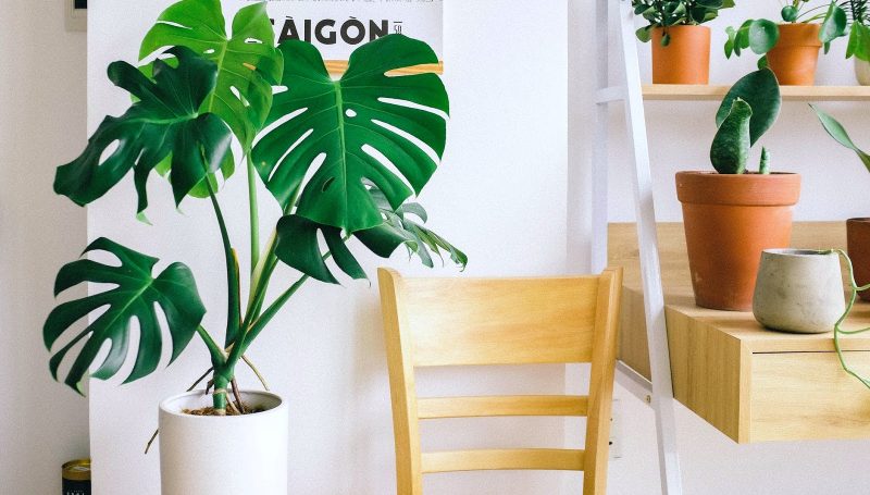 designing with house plants