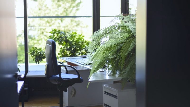 designing with house plants